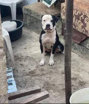 1+ year Male Purebred American Pit Bull Terrier