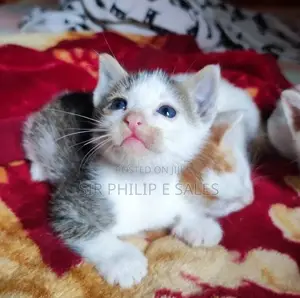 1-3 months Female Mixed Breed Cat