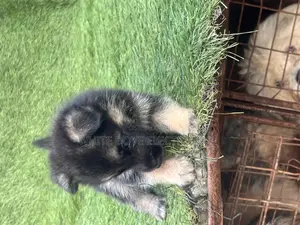 1-3 months Female Purebred German Shepherd