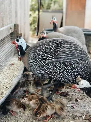 Guinea Fowl in Quantities