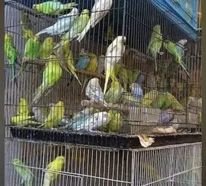 Well Healthy Lovely Colorful Birds Are Available