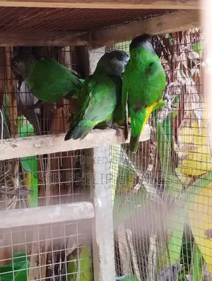 Senegalese Parrots Is Available