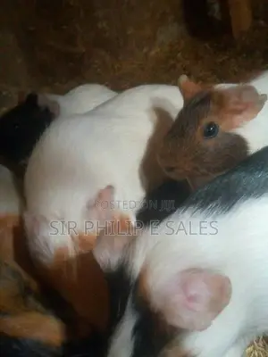 Guinea Pig Available in Lagos
