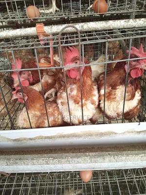 Made in Nigeria Battery Cage for Layers