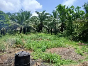 Palm Plantation Registered Survey, Deed, Family Receipt