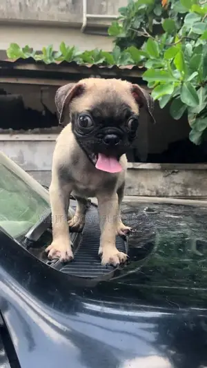 1-3 months Male Purebred Pug