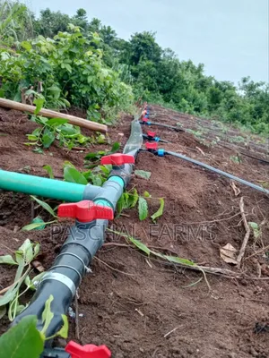 Drip Tape Irrigation and Plastic Mulch Installation