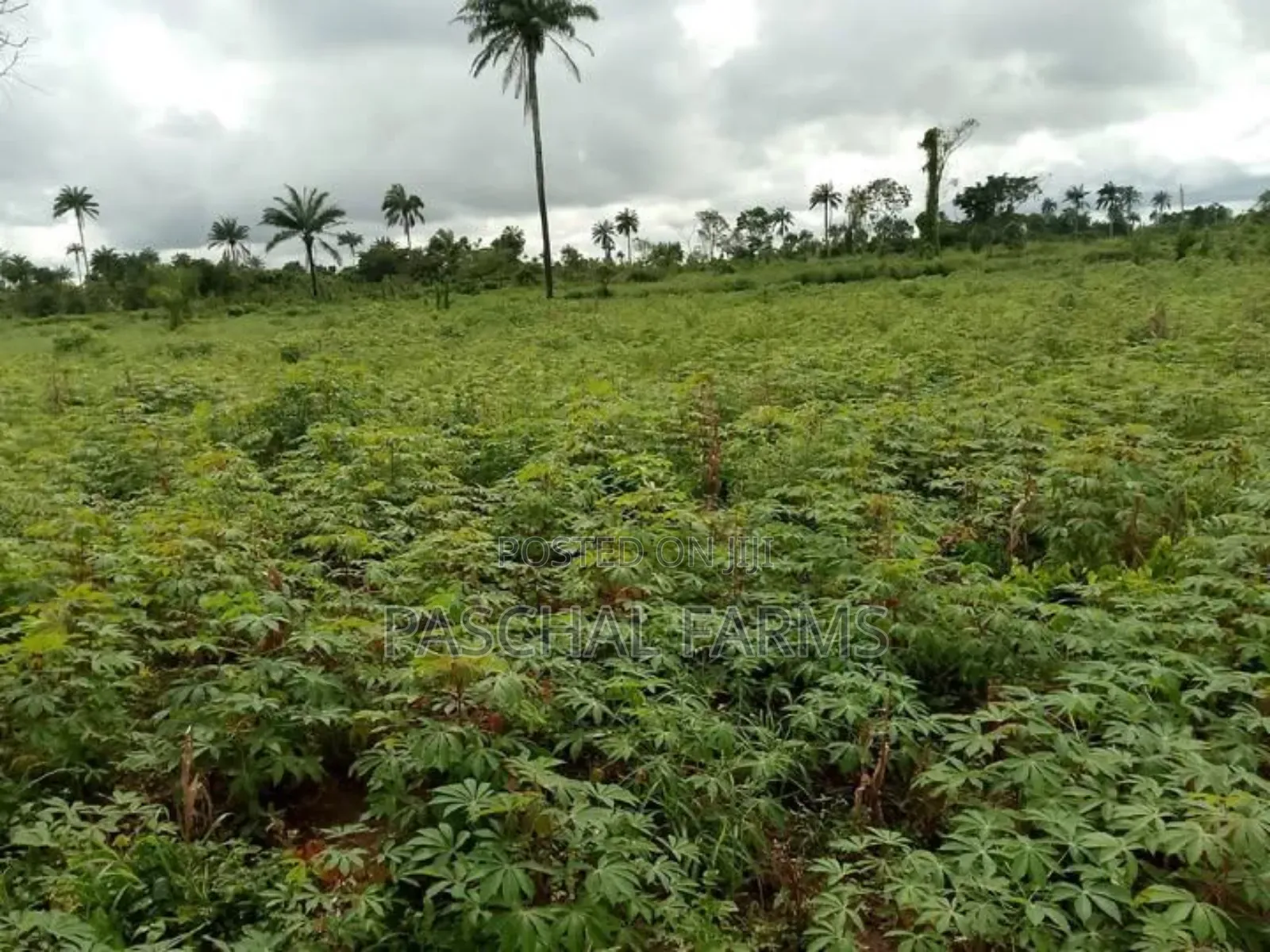 Farming Consultant