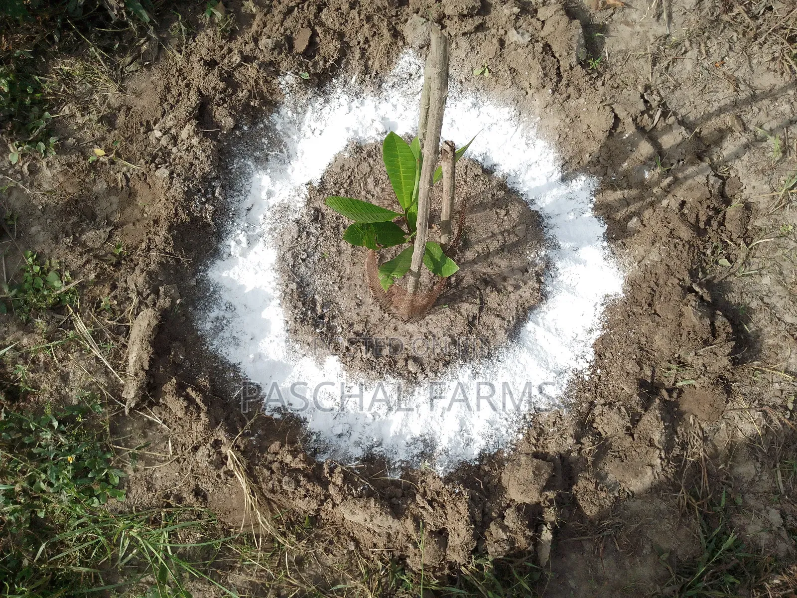 Farming Consultant