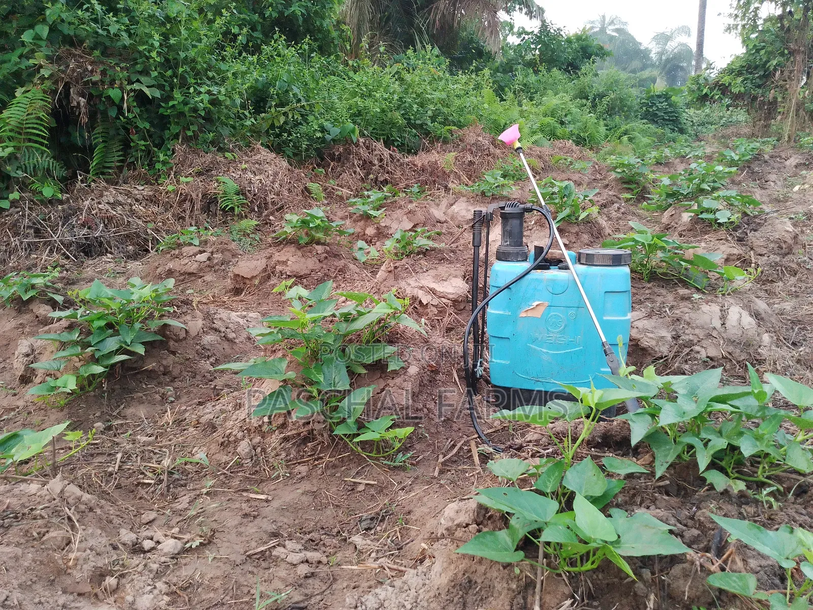 Farming Consultant