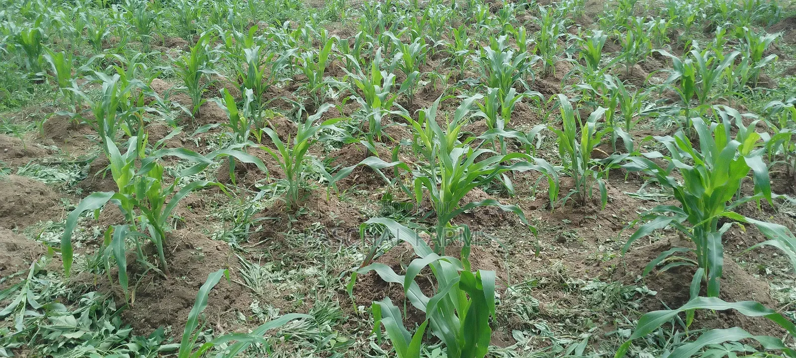 Farming Consultant