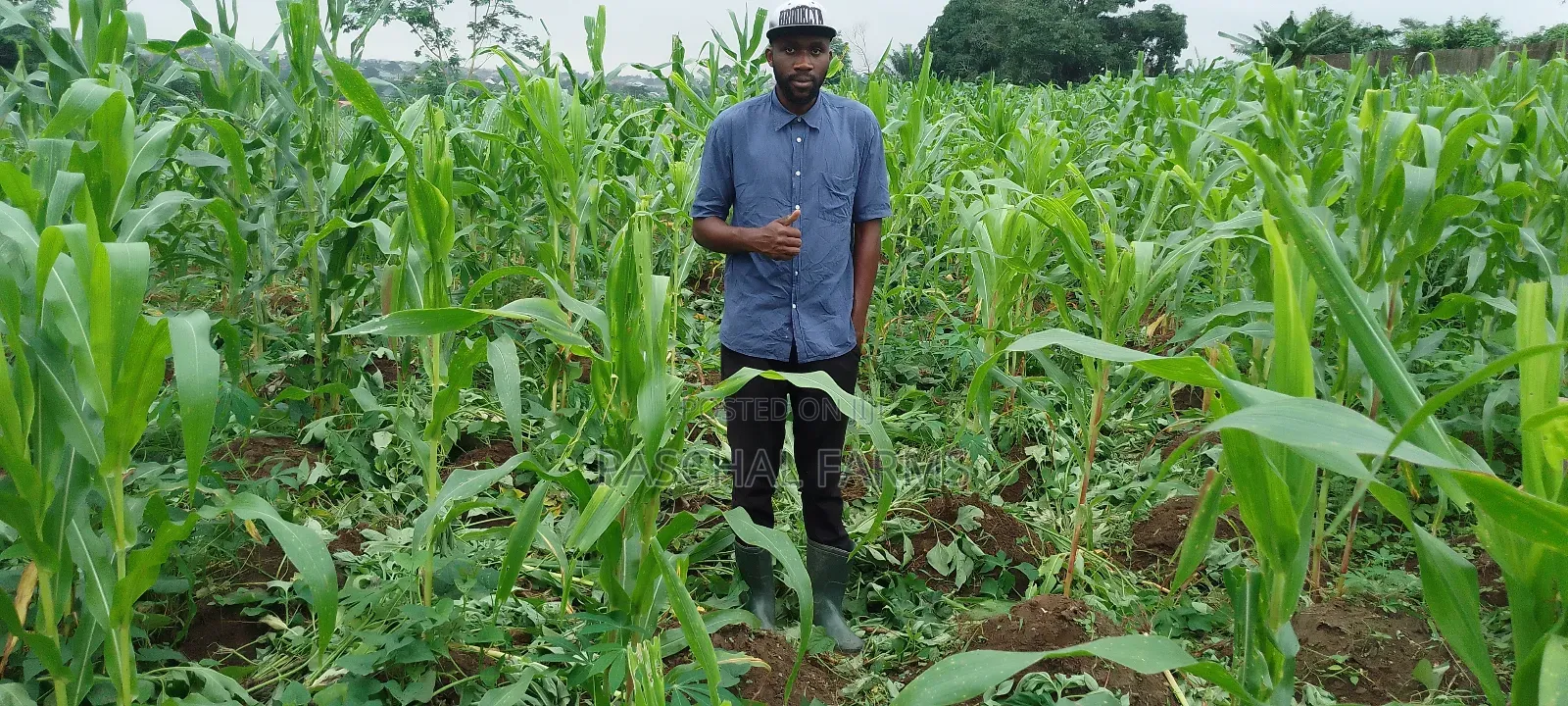 Farming Consultant