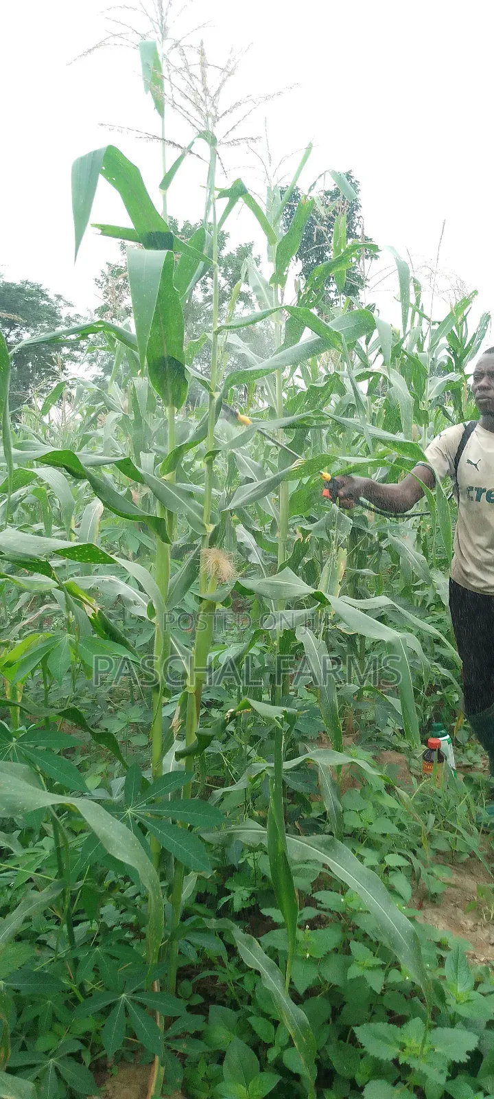 Farming Consultant