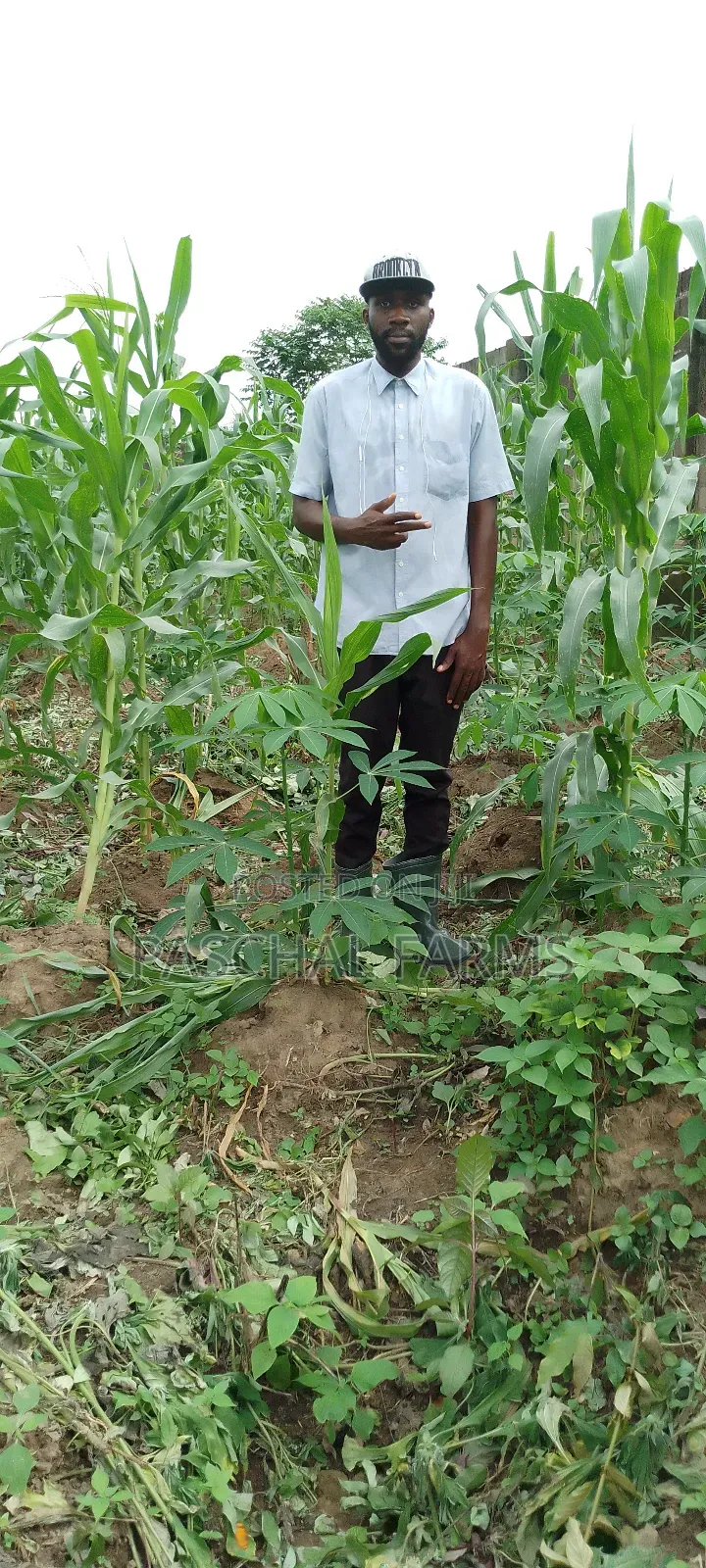 Farming Consultant