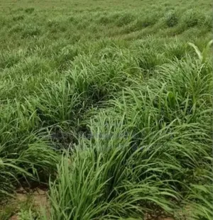 Brachiaria Grass Seeds
