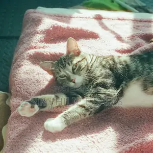1-3 months Female Mixed Breed American Shorthair