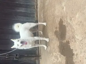 6-12 months Male Purebred American Eskimo