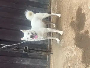 6-12 months Male Purebred American Eskimo
