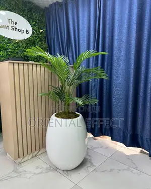 Small Areca Palm With White Evo Pot