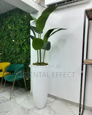 Banana Palm (160cm) With Tall Cylindrical White Pot