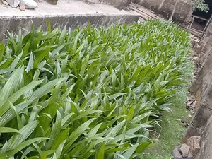 Hybrid Tenera Oil Palm Seedlings Available