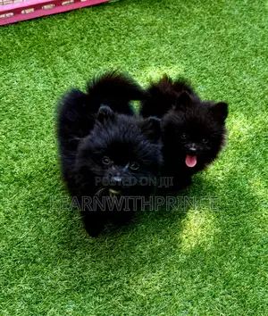 1-3 months Female Purebred Pomeranian