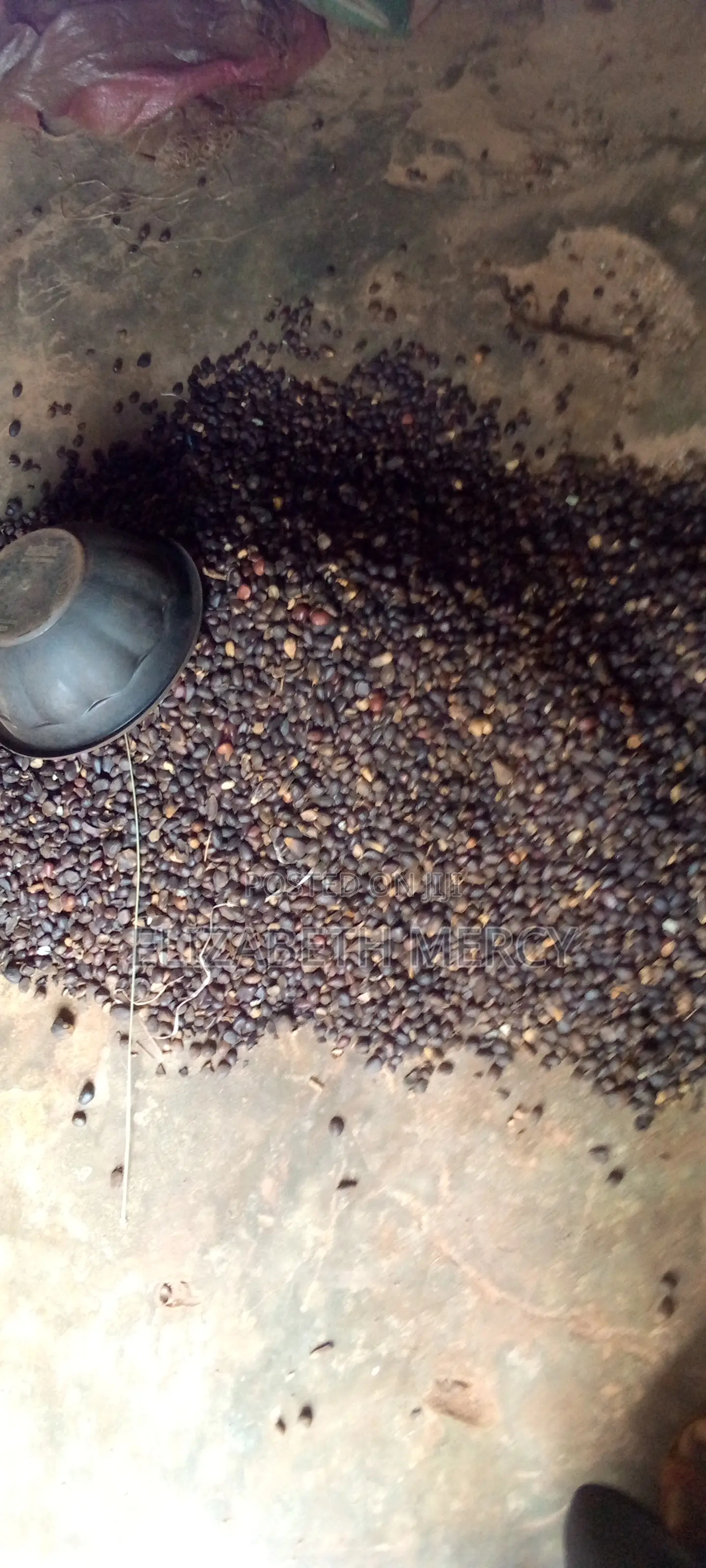Palm Kernel