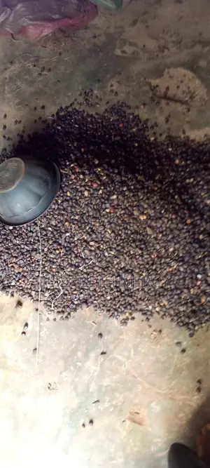 Palm Kernel