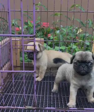 1-3 months Male Purebred Pug