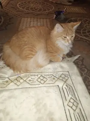 3-6 months Male Purebred Turkish Angora