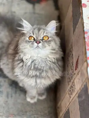 1-3 months Female Purebred Persian
