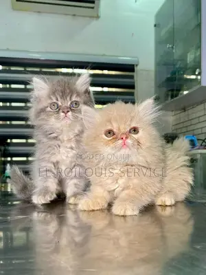 1-3 months Female Purebred Persian