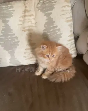 1-3 months Male Purebred Persian