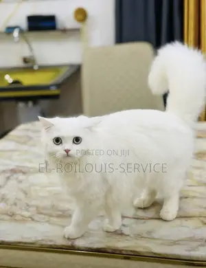 1+ year Female Purebred Persian