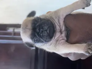 1-3 months Female Purebred Pug