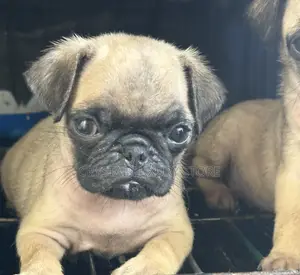 1-3 months Female Purebred Pug