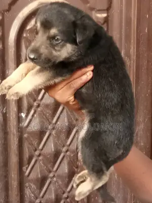 1-3 months Female Purebred German Shepherd