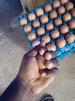 Pullet Eggs for Sale