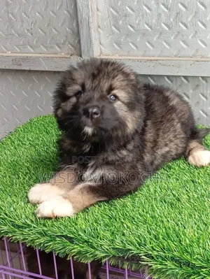 1-3 months Male Purebred Caucasian Shepherd