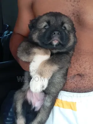 1-3 months Female Purebred Caucasian Shepherd