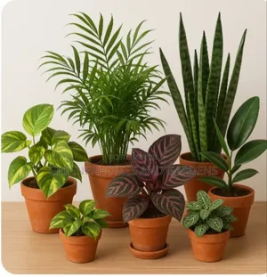 Indoor Plants/Flowers