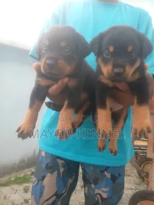 1-3 months Female Purebred Rottweiler