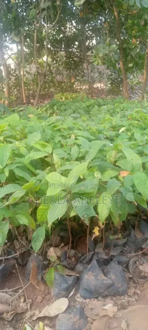 Am Dealing With Oil Palm Seedlings Cocoa Seedlings Cashew
