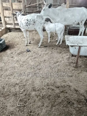 Live Cows,Goats,Rams