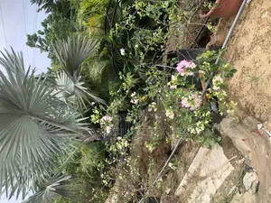 Flowering Shrubs for Sell