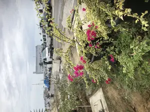 Beautiful Flowering Shrubs for Sell