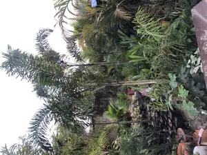 8 Feet Plus Foxtail Palm