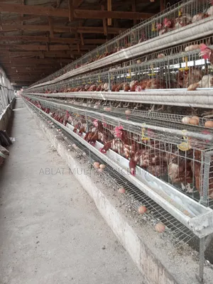 Layers Cage for Commercial Famers