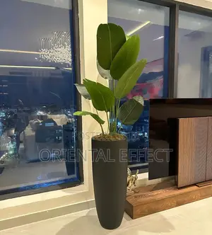 Banana Palm With Tall Cylindrical in Matte Black
