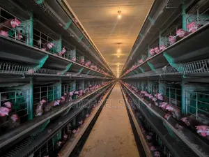 Poultry Cage Poultry Equipment